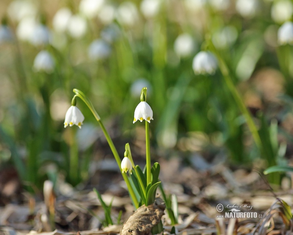 Frühlings-Knotenblume