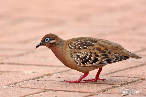 Galapagos Dove (Zenaida galapagoensis)