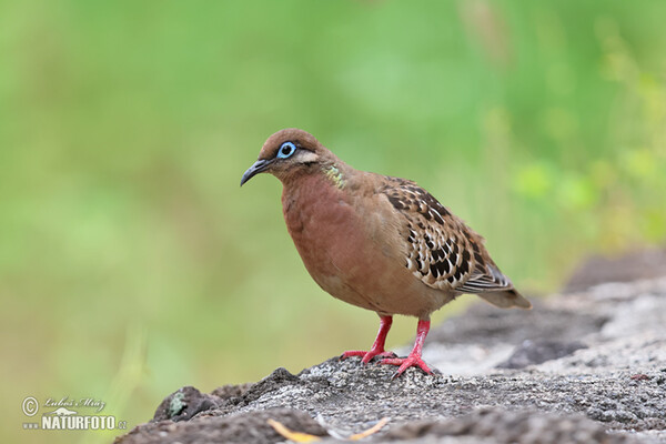 Galapagos Dove (Zenaida galapagoensis)