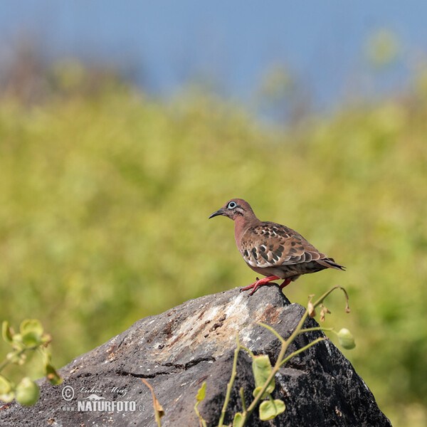 Galapagos Dove (Zenaida galapagoensis)