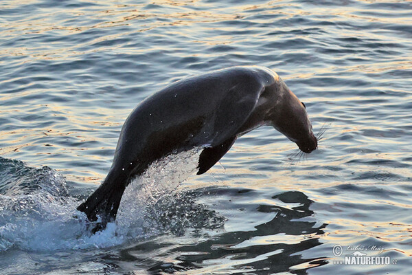 Galápagos fur seal (Arctocephalus galapagoensis)