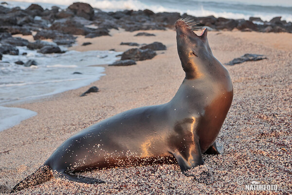 Galápagos fur seal (Arctocephalus galapagoensis)