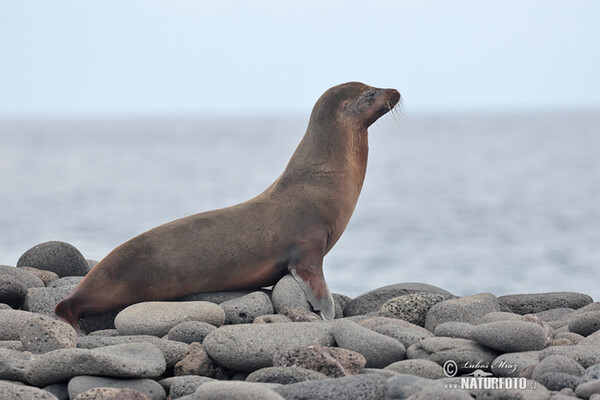 Galápagos fur seal (Arctocephalus galapagoensis)