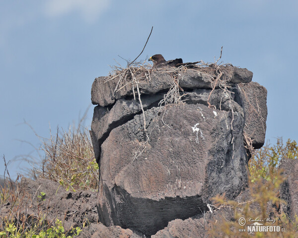 Galapagos Hawk (Buteo galapagoensis)