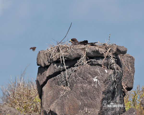 Galapagos Hawk (Buteo galapagoensis)