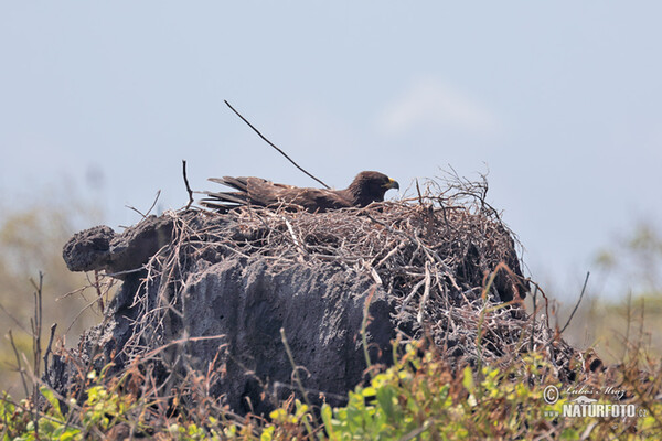 Galapagos Hawk (Buteo galapagoensis)