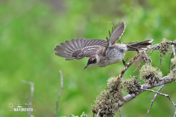 Galapagos Mockingbird (Mimus parvulus)