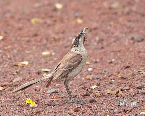 Galapagos Mockingbird (Mimus parvulus)