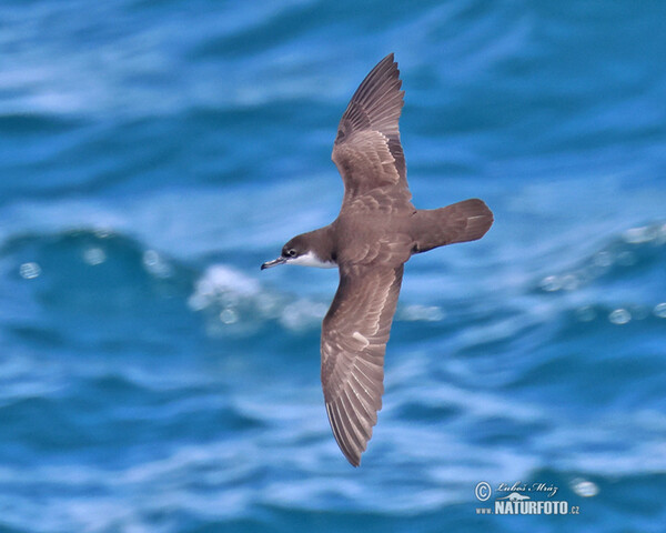 Galapagos Shearwater (Puffinus subalaris)