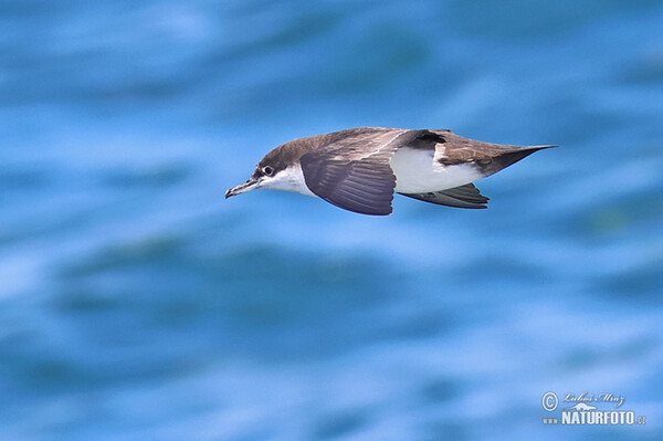 Galapagos Shearwater (Puffinus subalaris)