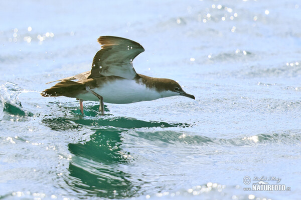 Galapagos Shearwater (Puffinus subalaris)