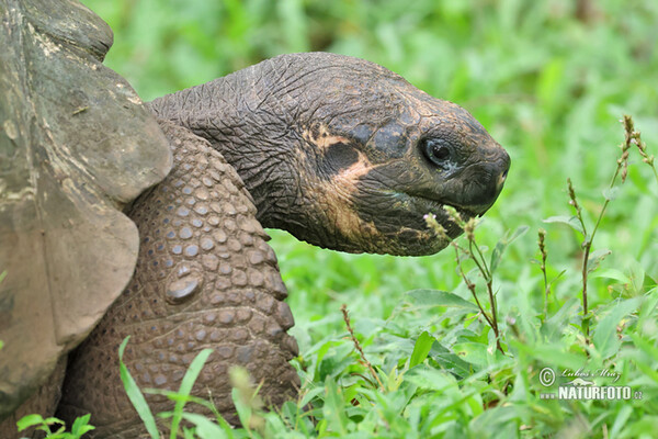 Galapagos tortoise (Geochelone nigra complex)