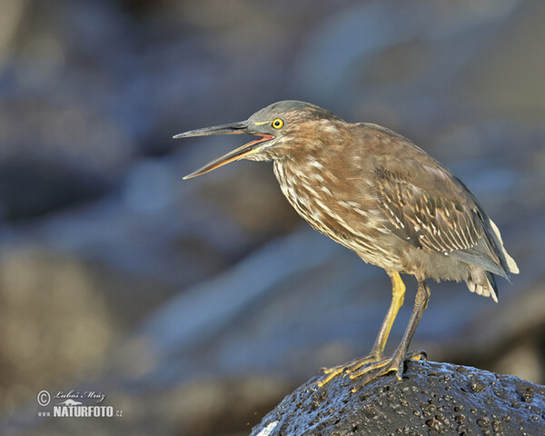 Galapagoshejre