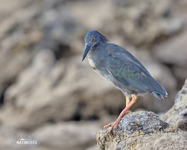 Galápagosreiger