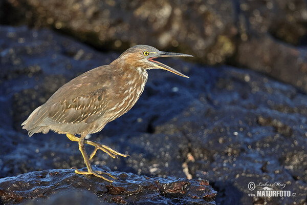 Galápagosreiger