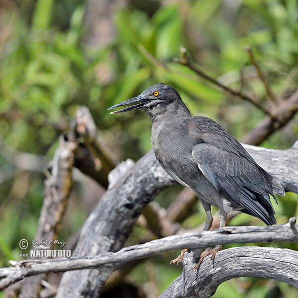 Galápagosreiger