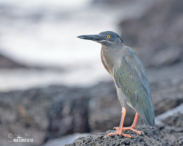 Galápagosreiger