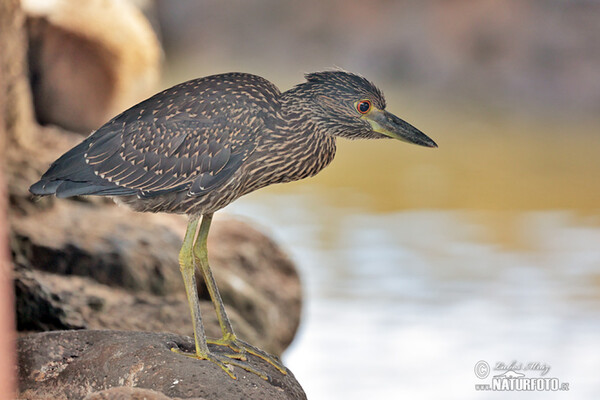 garza nocturna Sabacú