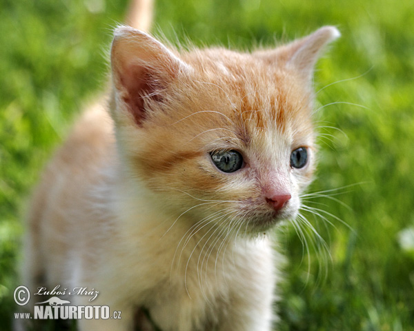 Gatto domestico