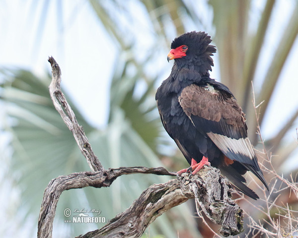 Gaukler Vogel