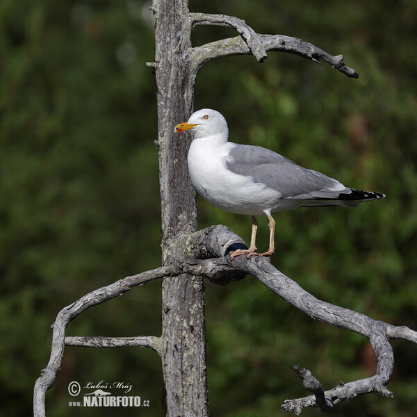 Gaviota argéntea