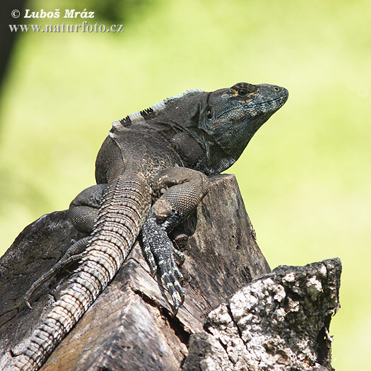 Gemeiner Schwarzleguan