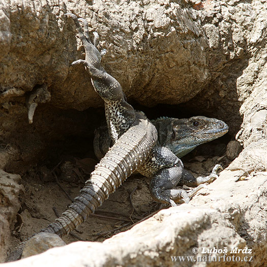 Gemeiner Schwarzleguan