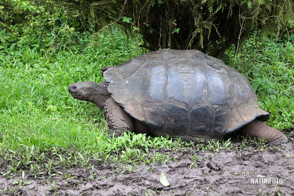 Geochelone nigra complex