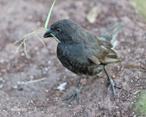 Geospiza fortis