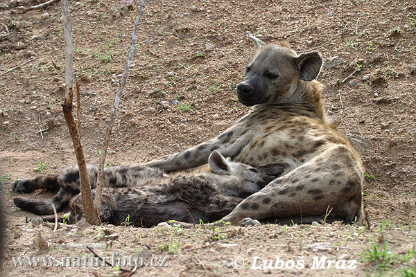 Gevlekte hyena