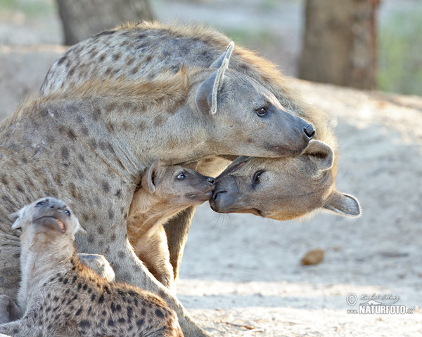 Gevlekte hyena