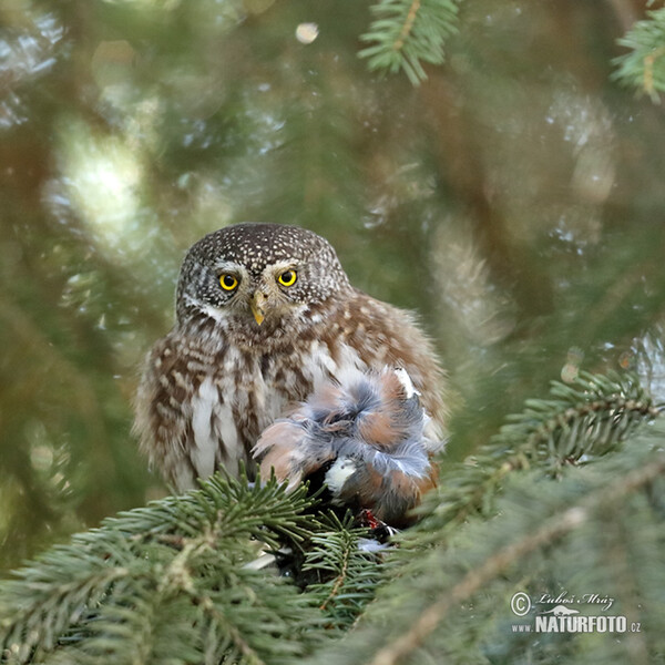 Glaucidium passerinum