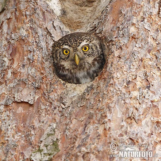 Glaucidium passerinum