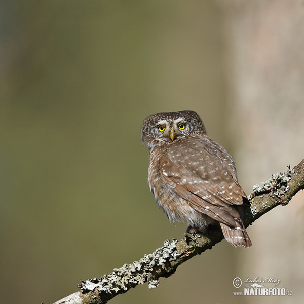 Glaucidium passerinum