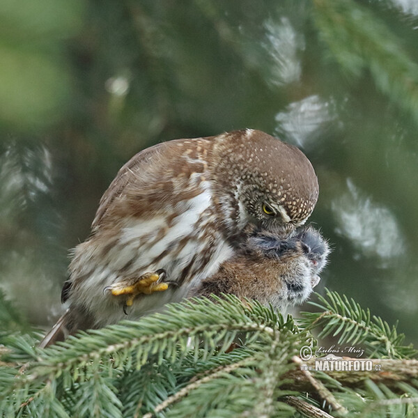 Glaucidium passerinum