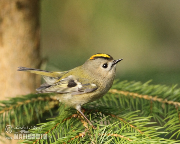 Goldcrest (Regulus regulus)