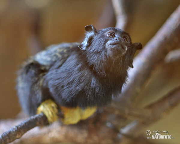 Golden-handed Tamarin (Saguinus midas)