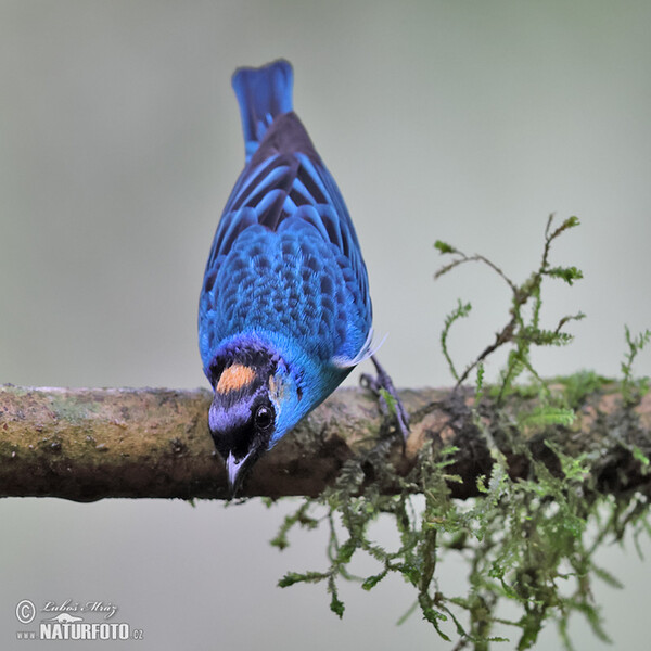 Golden-naped Tanager (Chalcothraupis ruficervix)