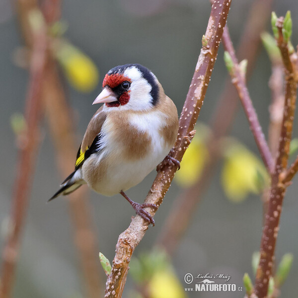 Goldfinch (Carduelis carduelis)