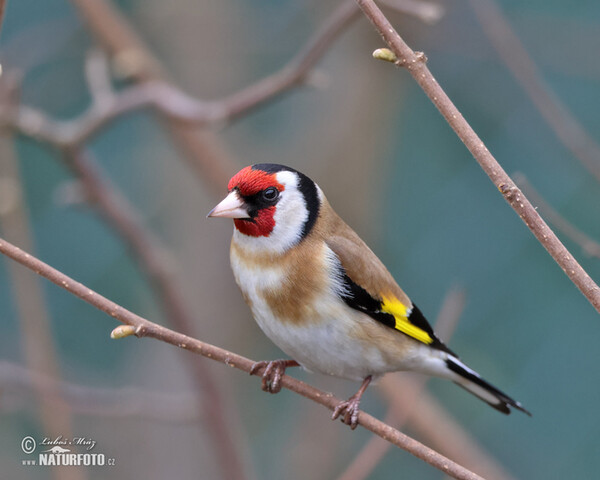 Goldfinch (Carduelis carduelis)