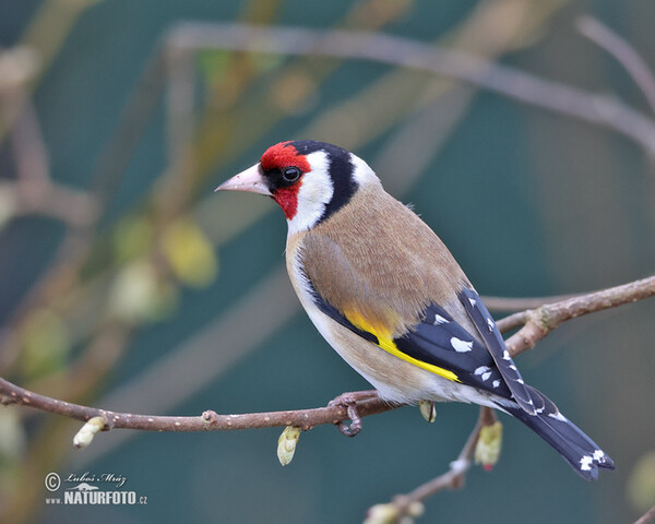 Goldfinch (Carduelis carduelis)