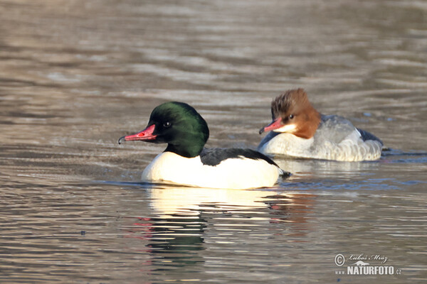 Goosander (Mergus merganser)