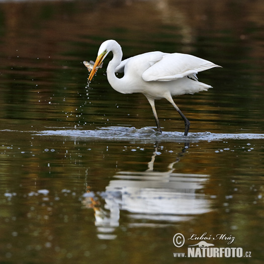 Grande Aigrette