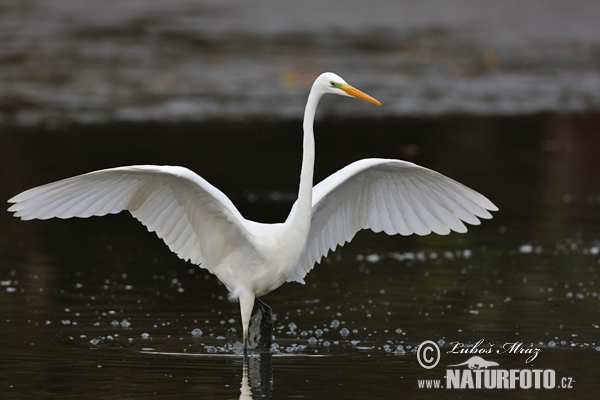 Grande Aigrette