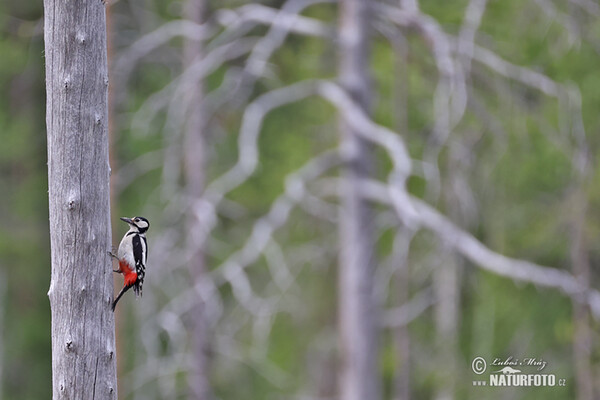 Great Spotted Woodpecker (Dendrocopos major)