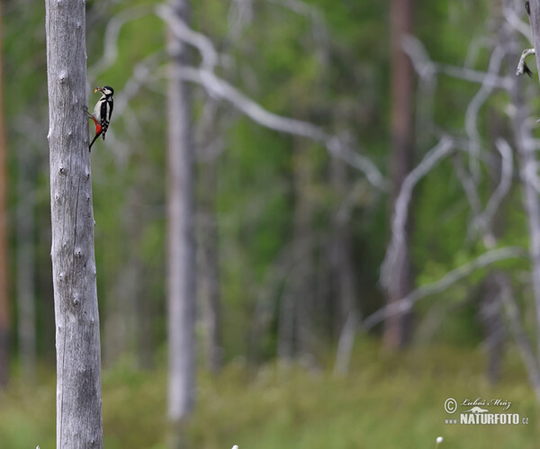 Great Spotted Woodpecker (Dendrocopos major)