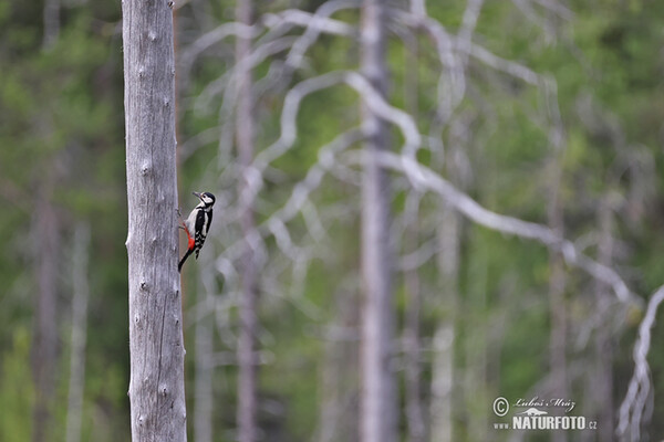 Great Spotted Woodpecker (Dendrocopos major)