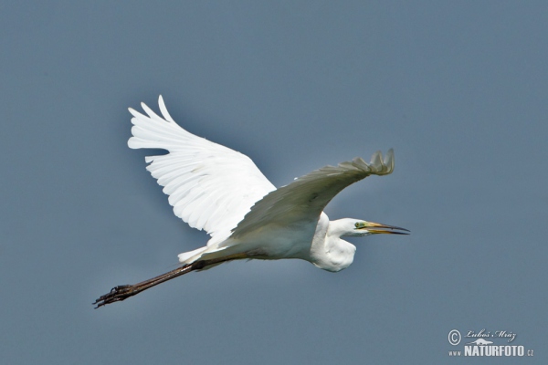 Great White Egret (Casmerodius albus)