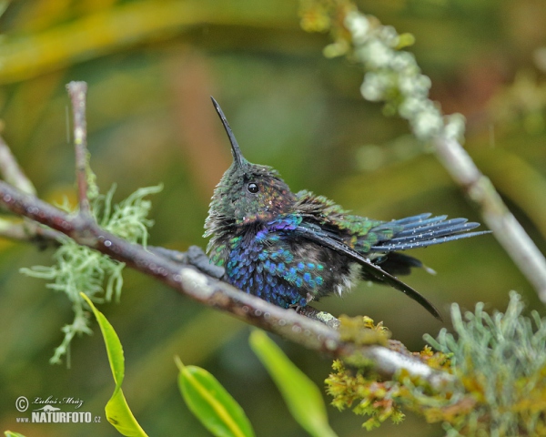 Green-crowned Woodnymph (Thalurania fannyae)