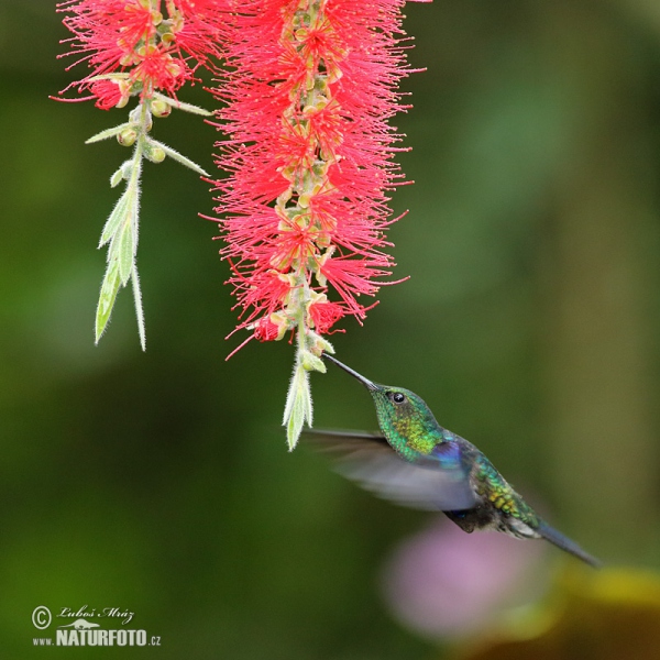 Green-crowned Woodnymph (Thalurania fannyae)